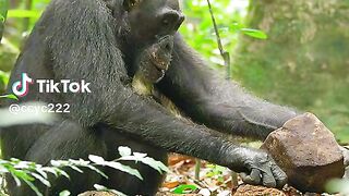 Monyet besar yang memiliki akal #videoshort