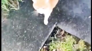 #shorts #funny #cat #dog #animals (3)