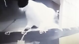 Funny animals