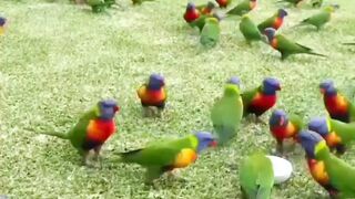 Parrot