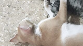 Cute cat so Lovely hugging each other