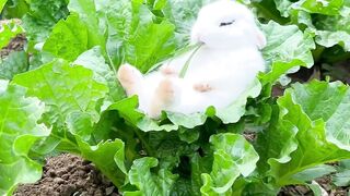 Rabbit chilling
