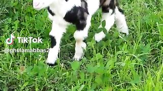 Baby goat cute goat teddy goat