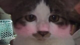 Kawaii cat