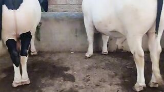 Eid u Adah bull bafello cow qurbani