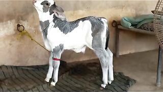 Cow baby bull cow qurbani viral