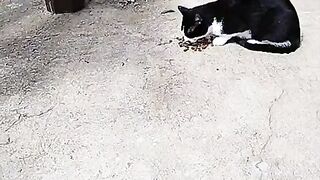 Cat having lunch