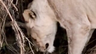 #shorts#baby#lion