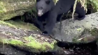 Black bear comes out to fish for salmon in Alaska