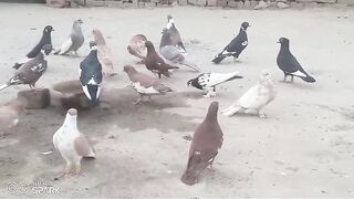 Video of