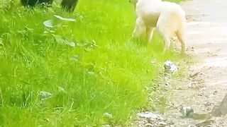 Brave dog