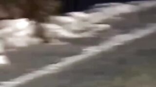 الذئب الحكيم خير من الأسد الجاهل