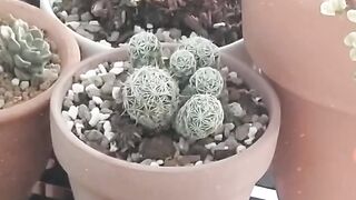 NATURE 26