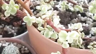 NATURE 27