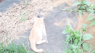 Cat fun