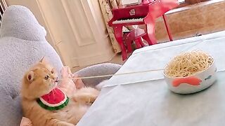Funny cats