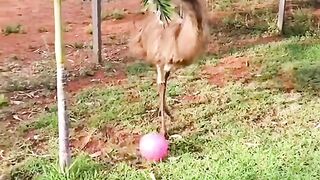 Amazing funniest things