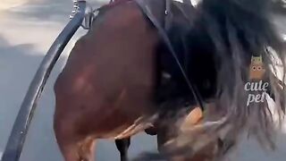 Cute pets fails funniest moments