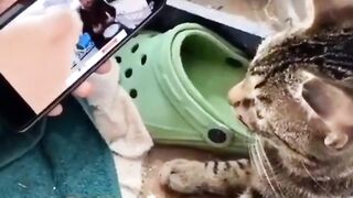 Best Funny Animal Videos Part 30