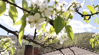 Blooming