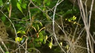 Leopard fighting...