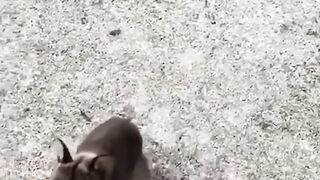 The little rabbit asked humans to help