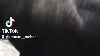 Cow bulls kating meat