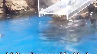 Penguin go prrrr