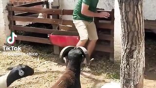 The goats and his owner ????????????
