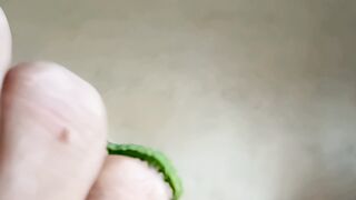 Insects