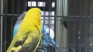 Black wing budget breeder pair