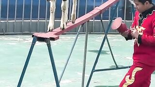 Super amazing video interesting circus goats and monkey circus heroes