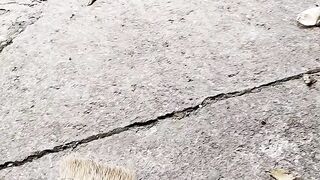 Dog fight broom