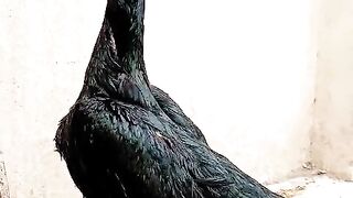 Black legs