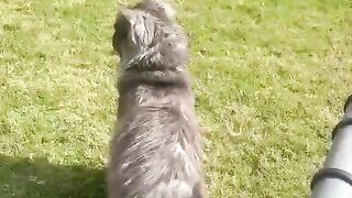 Beautiful cat ll animal
