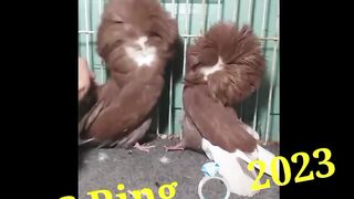 Ring you