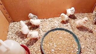 Feed them well