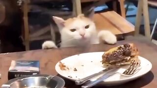 Cute cat