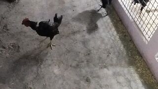 Chicken fight .murgho ki lrdai