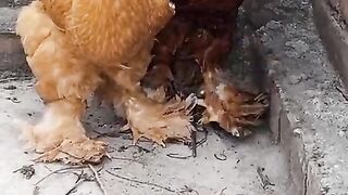 Two are not black