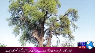 پھلائی کا قدیم ترین درخت ایچ ڈی نیوز نے دریافت کر لیا  فیصarian