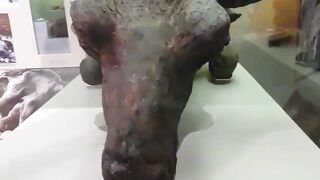 Blue Babe, a 36000 years old steppe bison found in Alaska