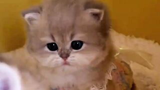 Cute baby kitten