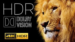 LIONS 4K HDR 60fps Video 4K HDR 60fps Dolby Vision Demo in 2023 Africa Amazon 4k Video