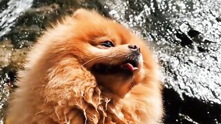 Animals wallpapers live 4k