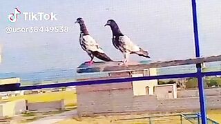 Pagin birds