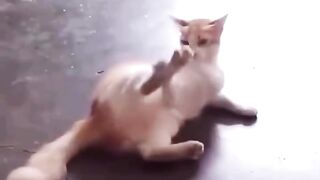 Cat vs cat leg