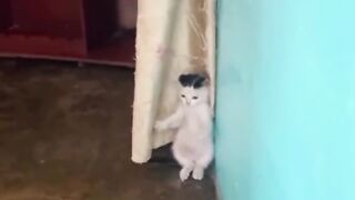 Scared cat