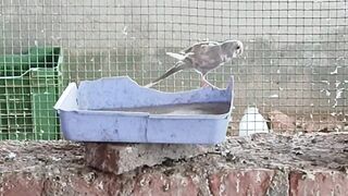 Budgies feeding