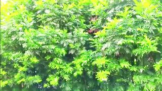 Relaxing Music With Beautiful Nature Stress Relief